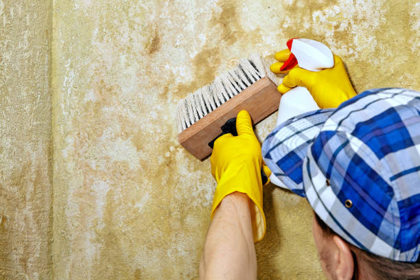 Reliable Seminole, OK Mold Removal Solutions