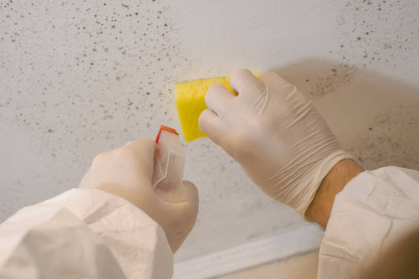 Asbestos and Lead Testing During Mold Inspection